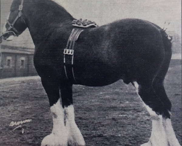 Deckhengst Annuity (Clydesdale,  , von Windlaw Aristocrat)