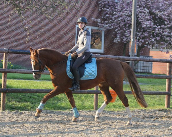 broodmare Melli's Jamelia (German Riding Pony, 2018, from Dance Star AT NRW)