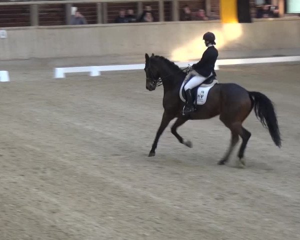 Reitturnier Heidelberg-Kirchheim 2017