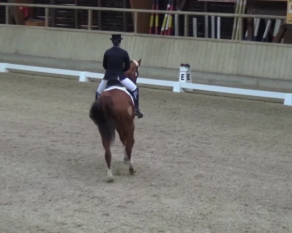 Reitturnier Heidelberg-Kirchheim 2017