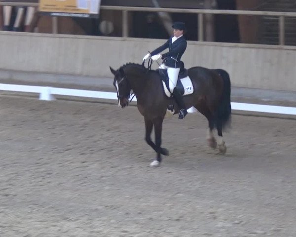 Reitturnier Heidelberg-Kirchheim 2017
