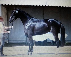 broodmare Contessa (Oldenburg, 2010, from Fuechtels Floriscount OLD)