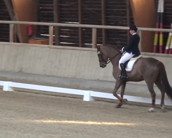 Reitturnier Heidelberg-Kirchheim 2017