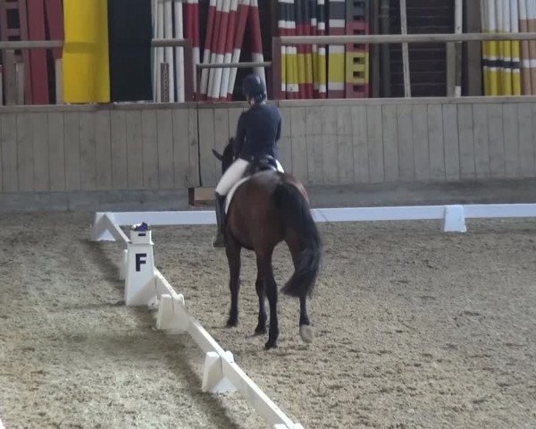 Reitturnier Heidelberg-Kirchheim 2017