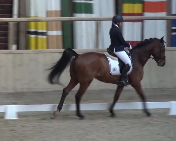 Reitturnier Heidelberg-Kirchheim 2017