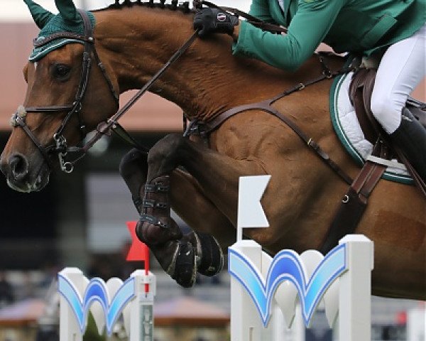 Springpferd Tobalio (KWPN (Niederländisches Warmblut), 2000, von Numero Uno)