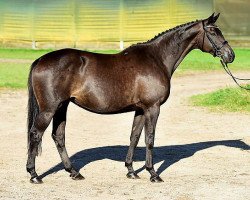 Zuchtstute Baccara (Trakehner, 2008, von Easy Game)