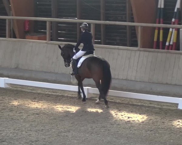 Reitturnier Heidelberg-Kirchheim 2017