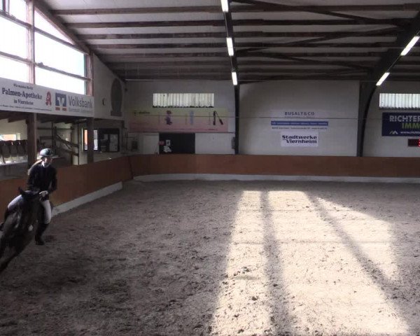Reitturnier Viernheim 2017