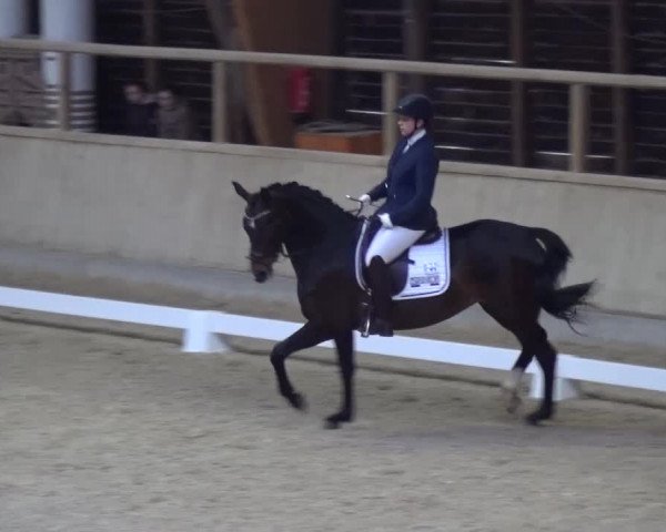 Reitturnier Heidelberg-Kirchheim 2017