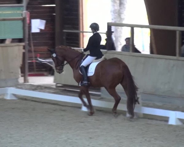 Reitturnier Heidelberg-Kirchheim 2017