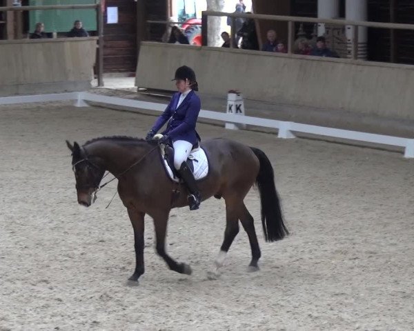 Reitturnier Heidelberg-Kirchheim 2017
