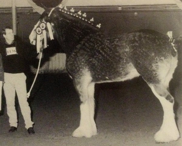 broodmare Hillmoor Rosette (Clydesdale, 1986, from Ayton Perfection) broodmare Hillmoor Rosette (Clydesdale, 1986, from Ayton Perfection)