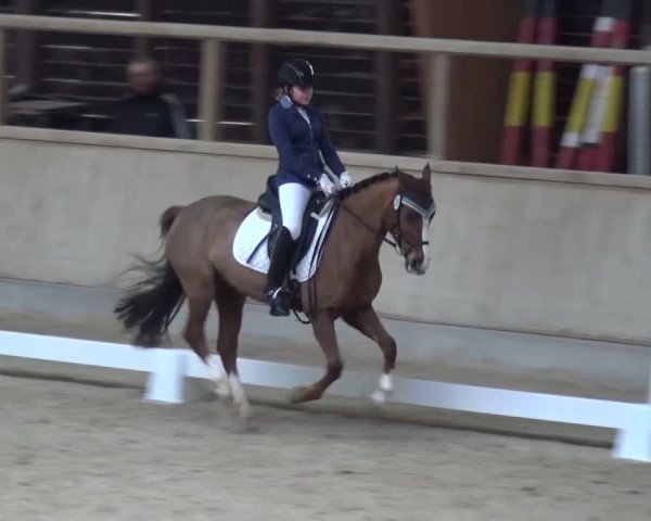 Reitturnier Heidelberg-Kirchheim 2017