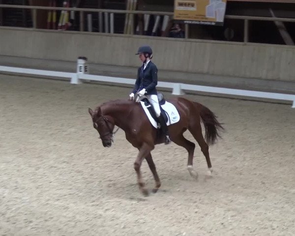 Reitturnier Heidelberg-Kirchheim 2017
