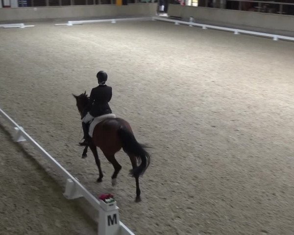 Reitturnier Heidelberg-Kirchheim 2017