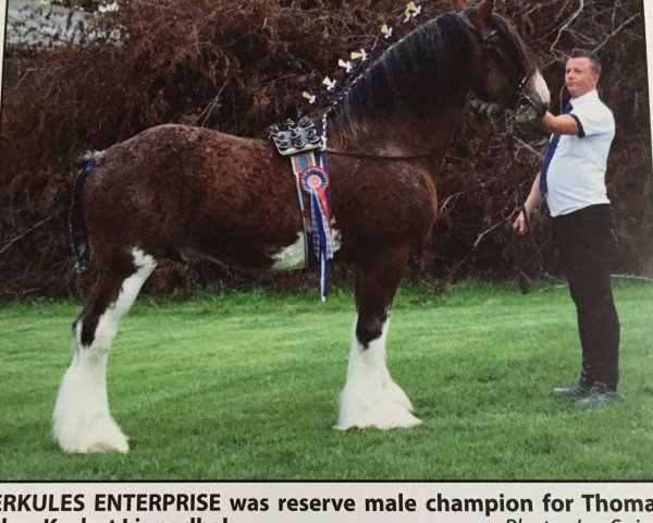 stallion Herkules Enterprise (Clydesdale, 2014, from Woodhouse Lucky Strike)