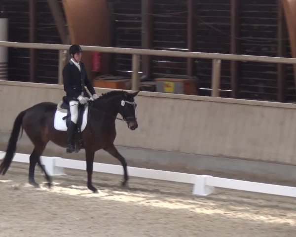 Reitturnier Heidelberg-Kirchheim 2017