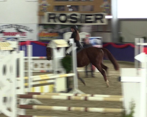 Reitturnier Arnsberg-Voßwinkel 2017