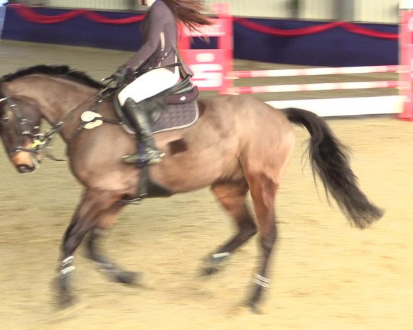 Reitturnier Arnsberg-Voßwinkel 2017
