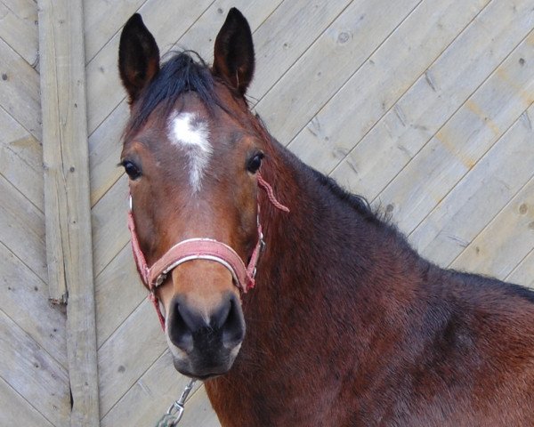 broodmare Coloona (Westphalian, 2010, from Cornet's Stern)