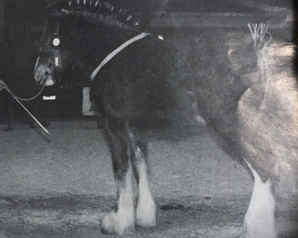 horse Hillmoor Spot-On (Clydesdale, 1987, from Doura Winston)
