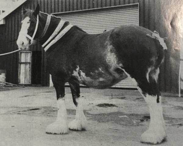 Zuchtstute Stanhope Park Bright Light (Clydesdale,  , von Roughlands Telstar)