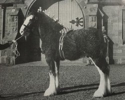stallion Bandirran Supreme (Clydesdale,  , from Doura Winston)