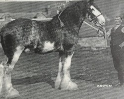 Deckhengst Craignethan Ideal (Clydesdale, 1934, von Benevolence)