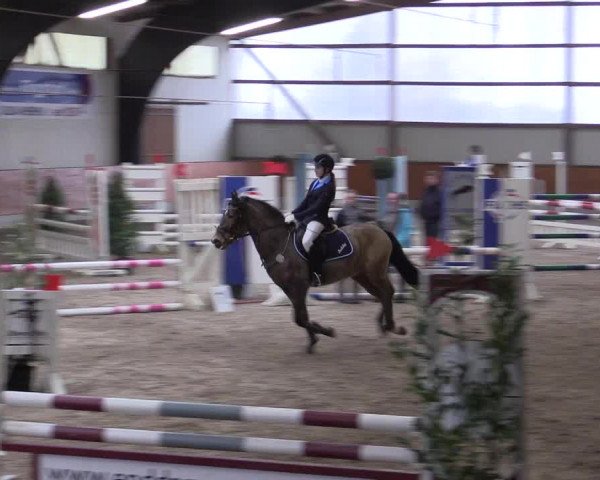 Reitturnier Viernheim 2017