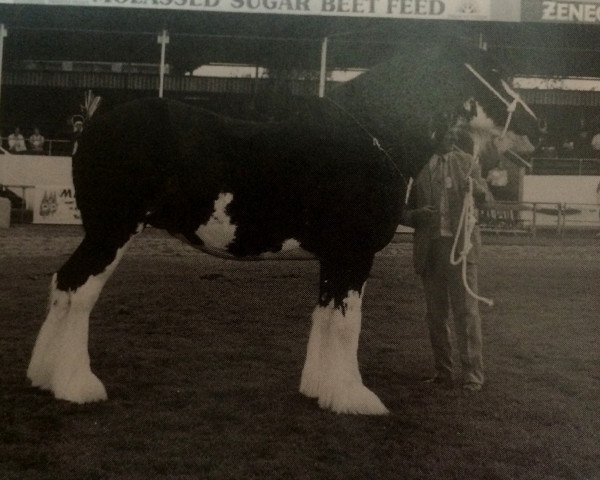 broodmare Fordelhill Flower of Scotland (Clydesdale, 1988, from Balwill Knockout)
