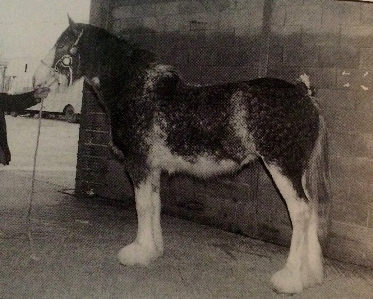 broodmare Tulloes Snowflake (Clydesdale, 1995, from Torrs Trueform)