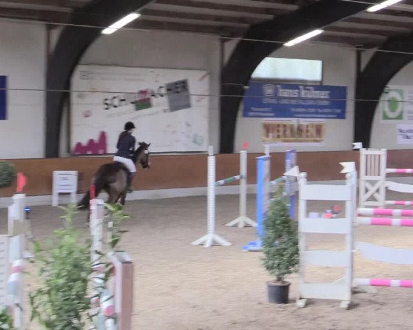 Reitturnier Viernheim 2017