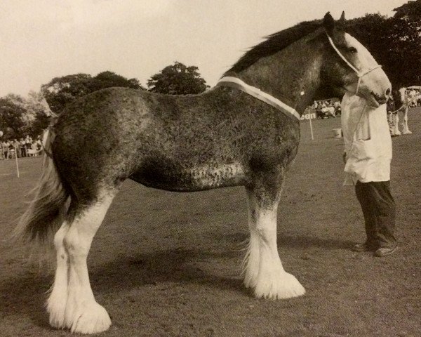 broodmare Phesdo Snowflake (Clydesdale, 1995, from Doura Sir Charles)