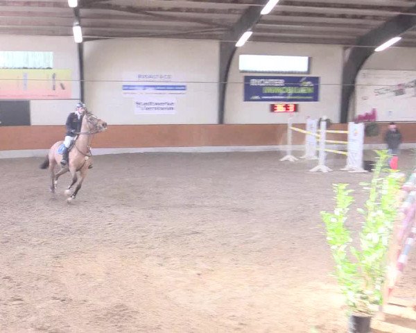 Reitturnier Viernheim 2017
