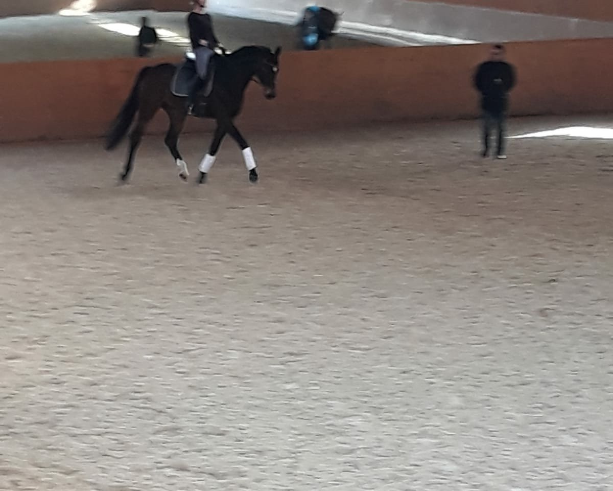 dressage horse Sir Philipp 2 (Oldenburg, 2007, from Sir Donnerhall I)