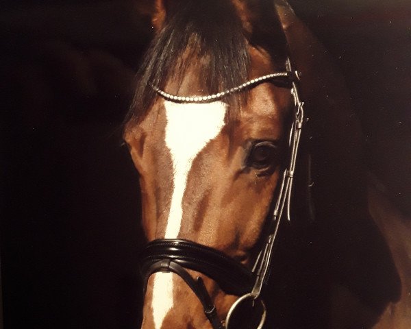 Dressurpferd Chicolino 23 (Hannoveraner, 2009, von Christ)