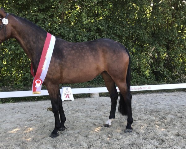 broodmare Belle Lauries R (Westphalian, 2014, from Belissimo NRW)