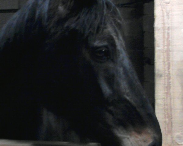 horse Rico 571 (Hanoverian, 2001, from Rosentau)