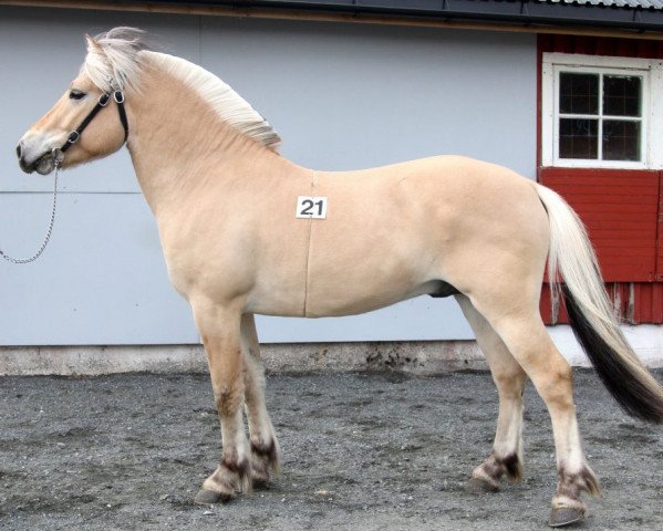 Deckhengst Tallak Ask (Fjordpferd, 2013, von Ninjar D.773)