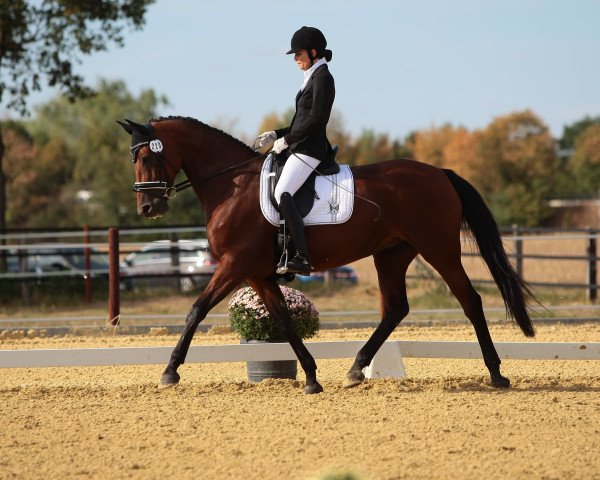 dressage horse Pokerface 50 (Hanoverian, 2009, from Plaisir d'Amour)
