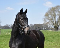 broodmare Grey Fox (Westphalian, 2018, from Grey Flanell)