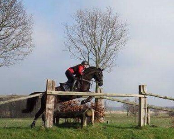 broodmare Dolce Vita 199 (Hanoverian, 2001, from Dacaprio)