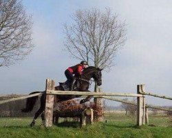 broodmare Dolce Vita 199 (Hanoverian, 2001, from Dacaprio)