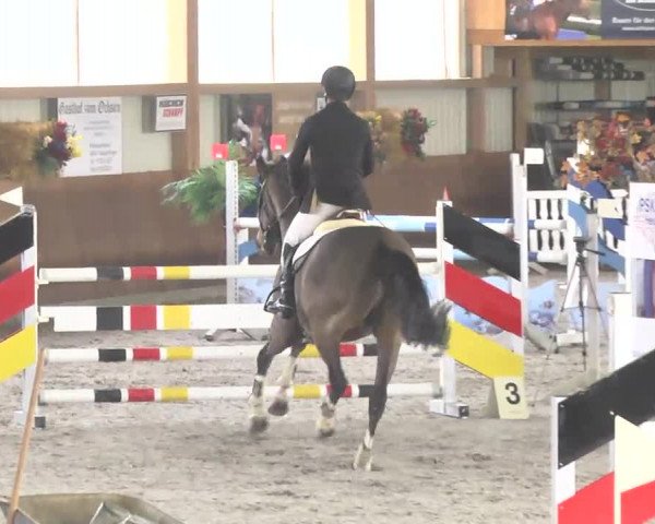 Reitturnier Dettingen 2017
