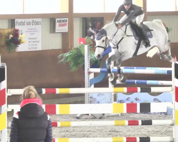 Reitturnier Dettingen 2017
