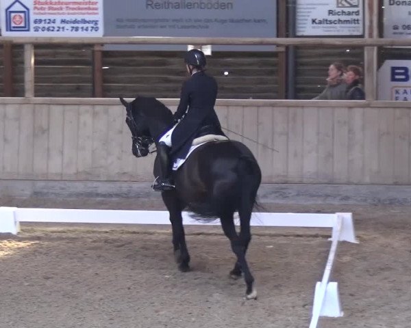 Reitturnier Heidelberg-Kirchheim 2017