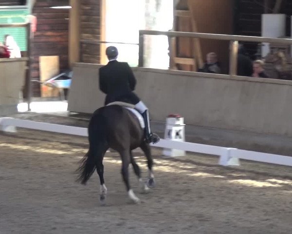 Reitturnier Heidelberg-Kirchheim 2017