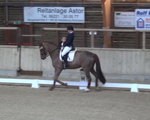 Reitturnier Heidelberg-Kirchheim 2017