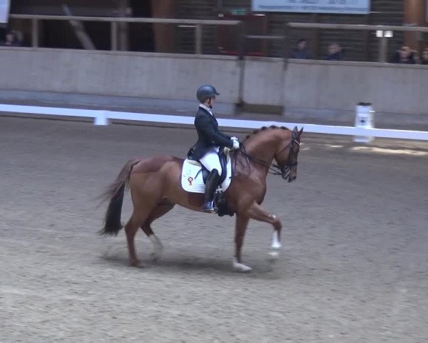 Reitturnier Heidelberg-Kirchheim 2017
